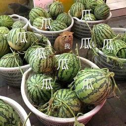 娱乐吃瓜公司,揭秘娱乐圈幕后那些事儿  第3张